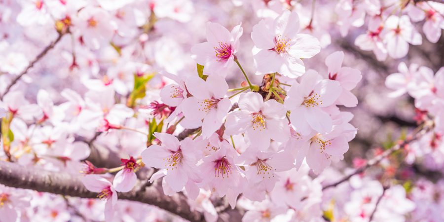 私たちが忘れている、桜と田植えの密接な関係。 | 株式会社ケツト科学研究所