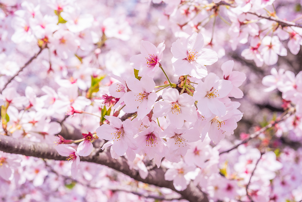 私たちが忘れている、桜と田植えの密接な関係。 | 株式会社ケツト科学研究所