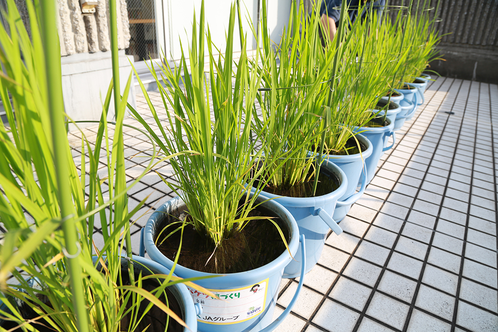 バケツ稲 育成記 その２ 株式会社ケツト科学研究所